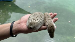 Mengintip Budidaya Teripang Di Maluku. Hewan Dengan Harga Selangit!